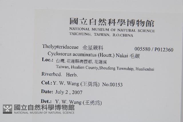 毛蕨藏品圖，第2張