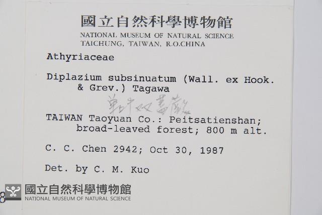 單葉雙蓋蕨藏品圖，第2張