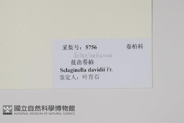 蔓出卷柏藏品圖，第2張