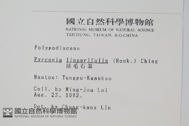 絨毛石葦藏品圖，第2張