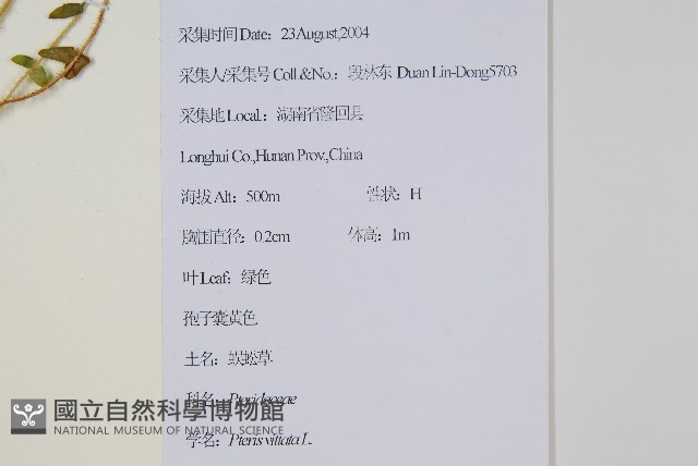 鱗蓋鳳尾蕨藏品圖，第2張