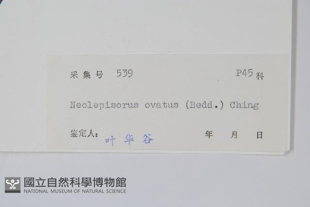 盾蕨藏品圖，第2張