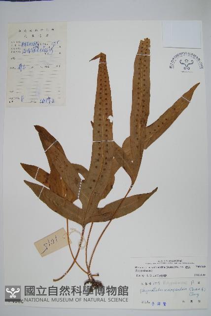 海岸擬茀蕨、海岸星蕨藏品圖，第1張