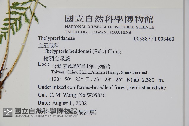 縮羽金星蕨藏品圖，第2張
