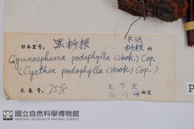 黑桫蕨藏品圖，第2張