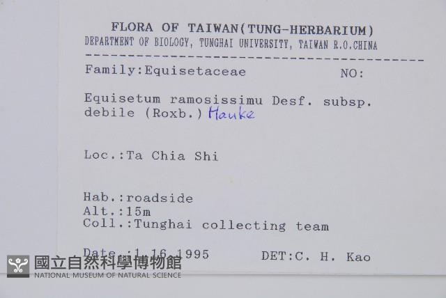 臺灣木賊藏品圖，第2張