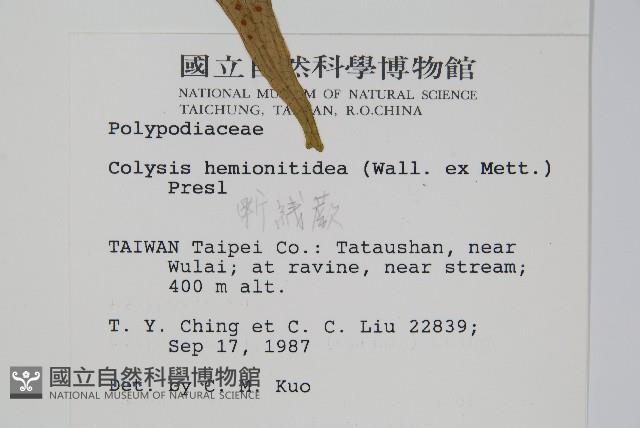 斷線蕨藏品圖，第2張