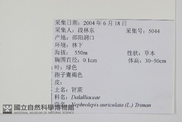 腎蕨藏品圖，第2張