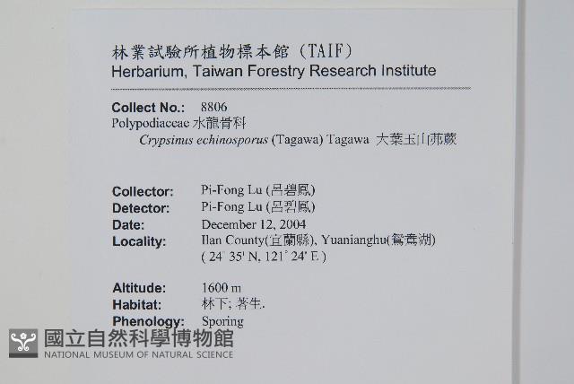 大葉玉山茀蕨藏品圖，第2張