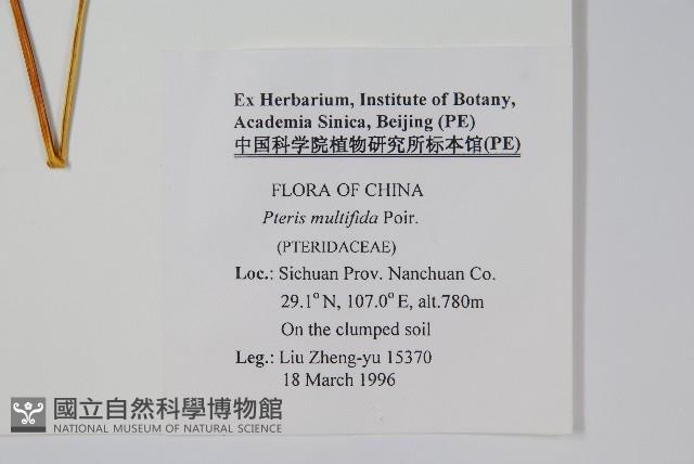 鳳尾蕨藏品圖，第2張