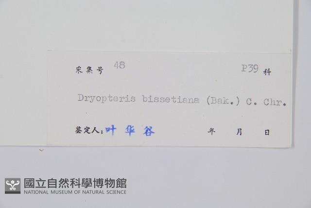 兩色鱗毛蕨藏品圖，第2張