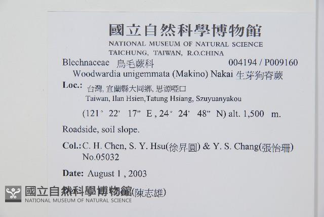 生芽狗脊蕨、頂芽狗脊蕨藏品圖，第2張