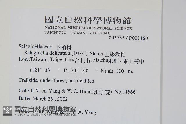 全緣卷柏藏品圖，第2張