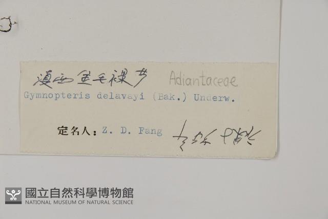 滇西金毛裸蕨藏品圖，第2張