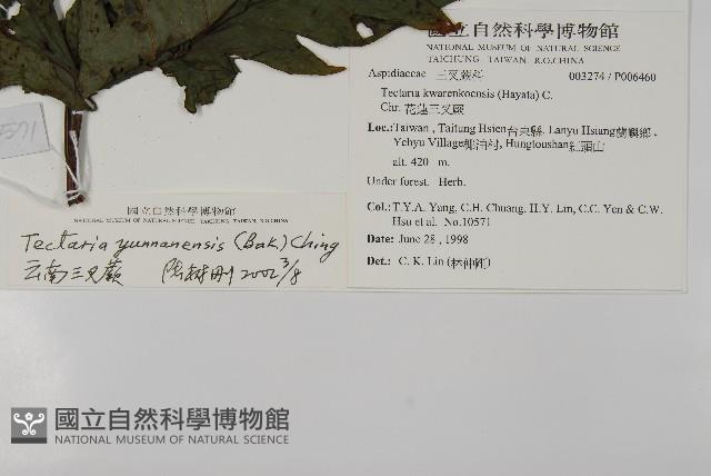 雲南三叉蕨藏品圖，第2張