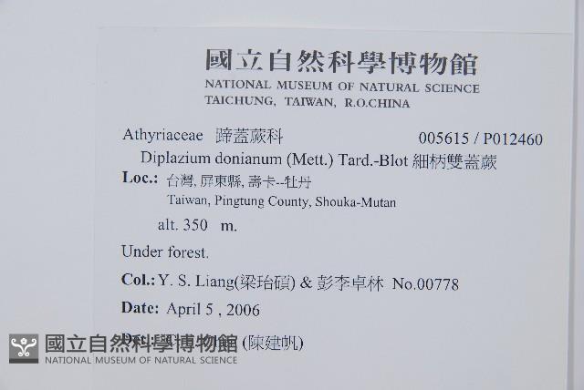 細柄雙蓋蕨藏品圖，第2張