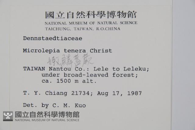 嫩鱗蓋蕨藏品圖，第2張