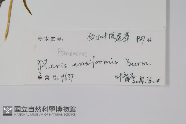 箭葉鳳尾蕨藏品圖，第2張