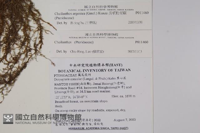 長柄粉背蕨藏品圖，第2張