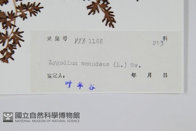 小葉海金沙藏品圖，第2張