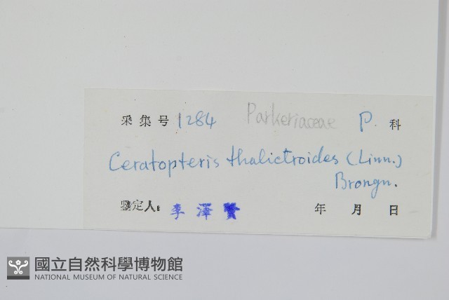 水蕨藏品圖，第2張