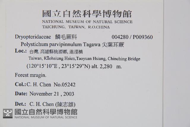 尖葉耳蕨藏品圖，第2張