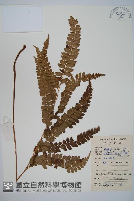 斜方複葉耳蕨藏品圖，第1張