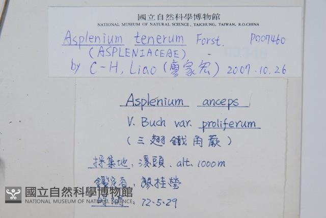 大蓬萊鐵角蕨藏品圖，第2張