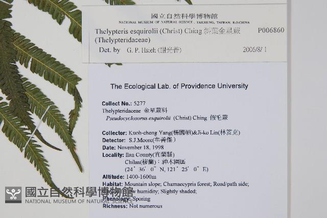 斜葉金星蕨藏品圖，第2張