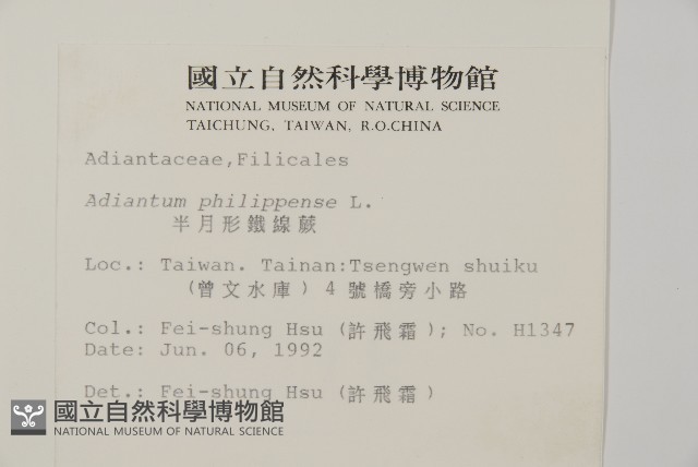 半月形鐵線蕨藏品圖，第2張