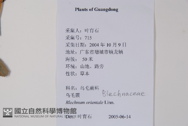 烏毛蕨藏品圖，第2張