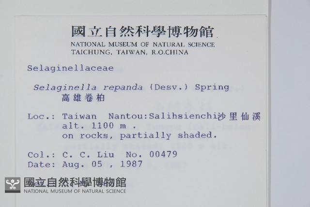 高雄卷柏藏品圖，第2張