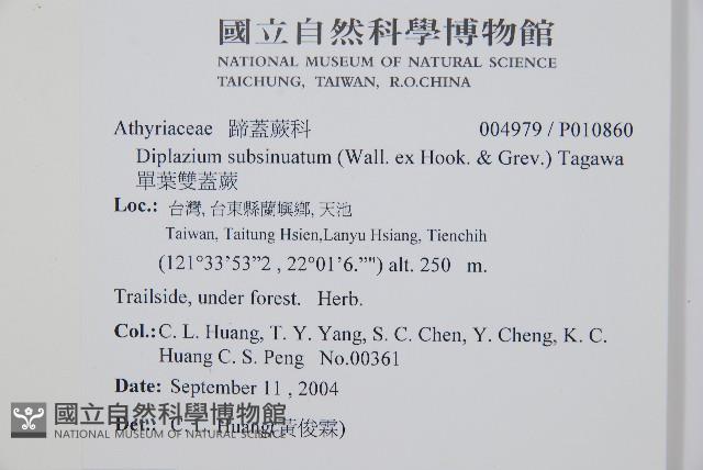 單葉雙蓋蕨藏品圖，第2張