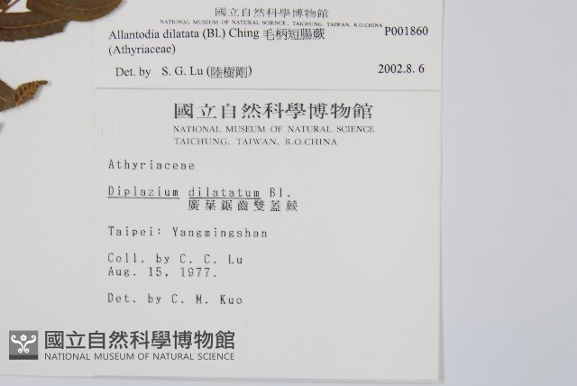 毛柄短腸蕨藏品圖，第2張