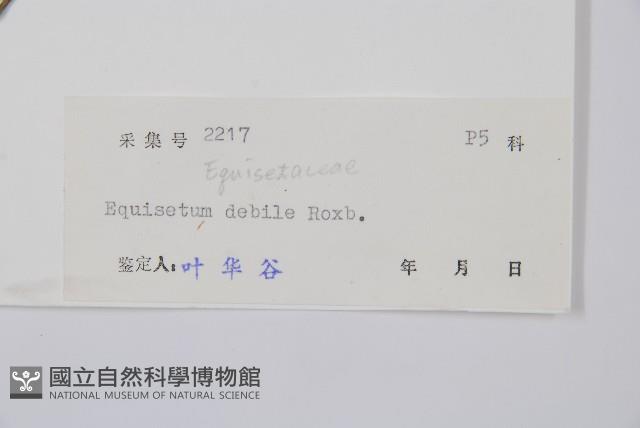 芼管草藏品圖，第2張