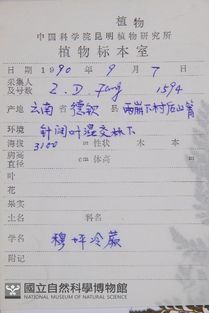 寬葉冷蕨藏品圖，第2張