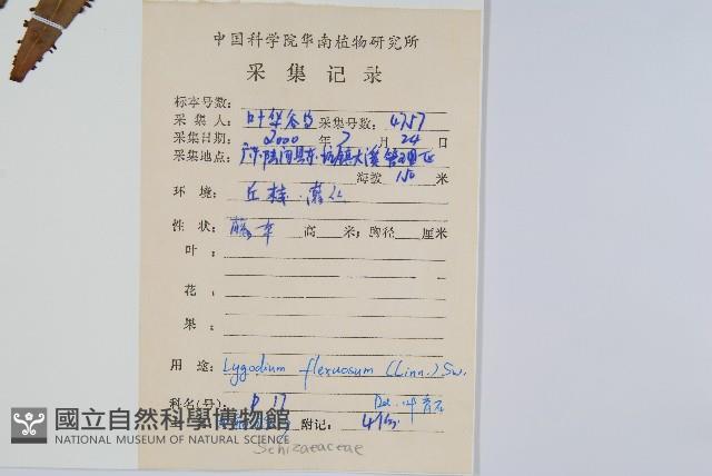 曲軸海金沙藏品圖，第2張