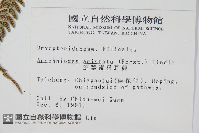 細葉複葉耳蕨藏品圖，第2張