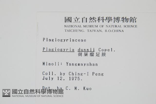 倒葉瘤足蕨藏品圖，第2張