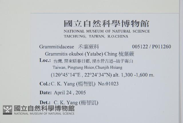 梳葉蕨藏品圖，第2張