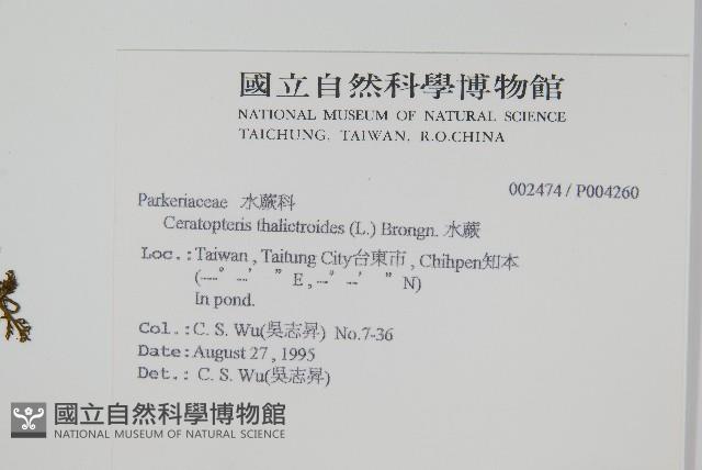 水蕨藏品圖，第2張