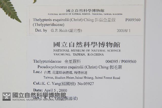 斜葉金星蕨藏品圖，第2張