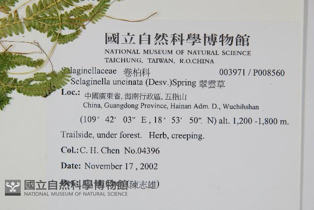 翠雲草、藍草藏品圖，第2張