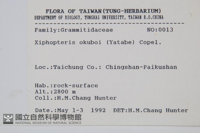 梳葉蕨藏品圖，第2張