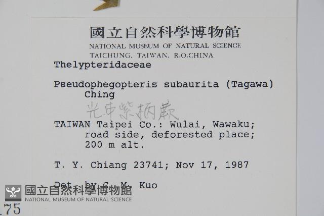 光囊紫柄蕨藏品圖，第2張