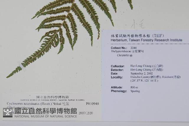 毛蕨藏品圖，第2張