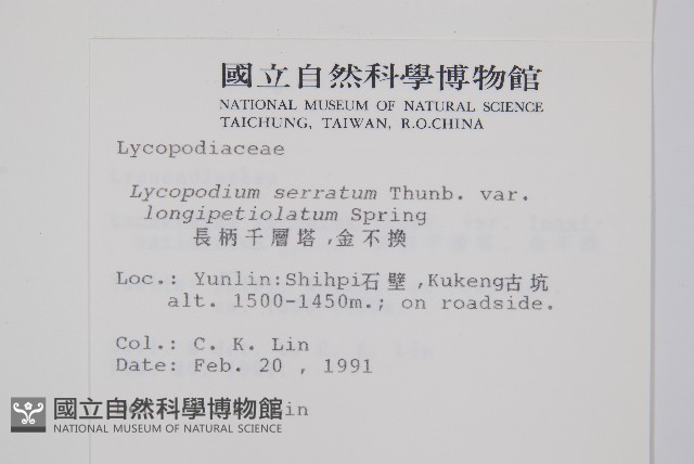 長柄千層塔藏品圖，第2張