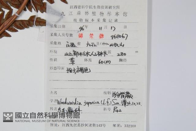 日本狗脊蕨藏品圖，第1張