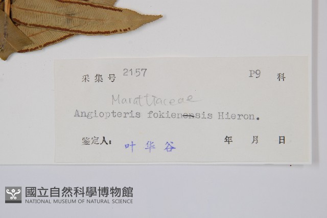 福建蓮座蕨藏品圖，第2張