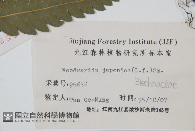 日本狗脊蕨藏品圖，第2張